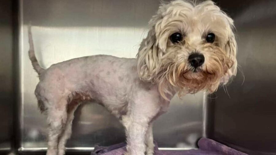 Cagnolino dal pelo arruffatto