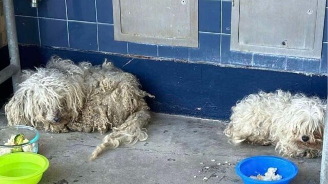 Una coppia di cuccioli randagi arruffati vaga nel cortile della scuola sperando di essere salvata