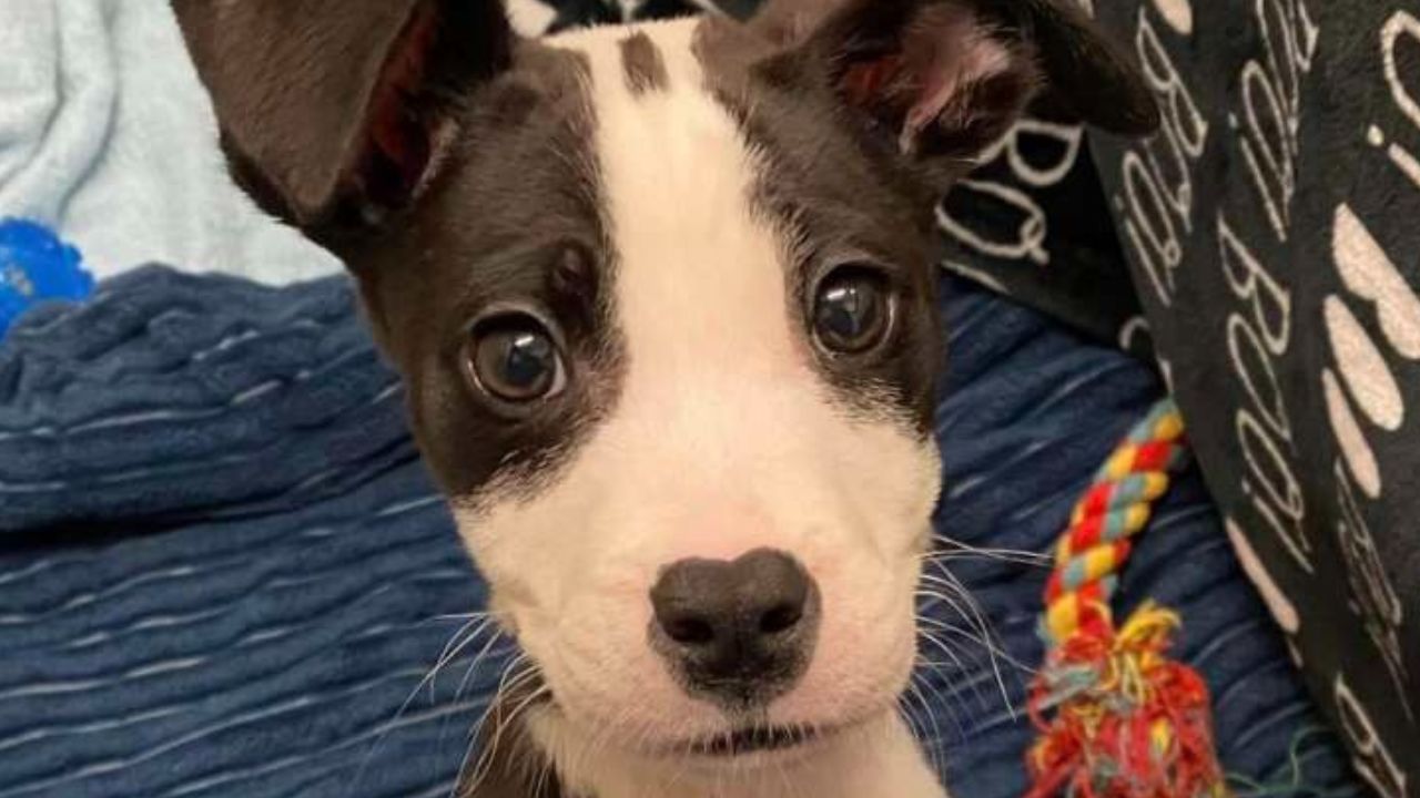 Cucciolo di cane dall'espressione simpatica