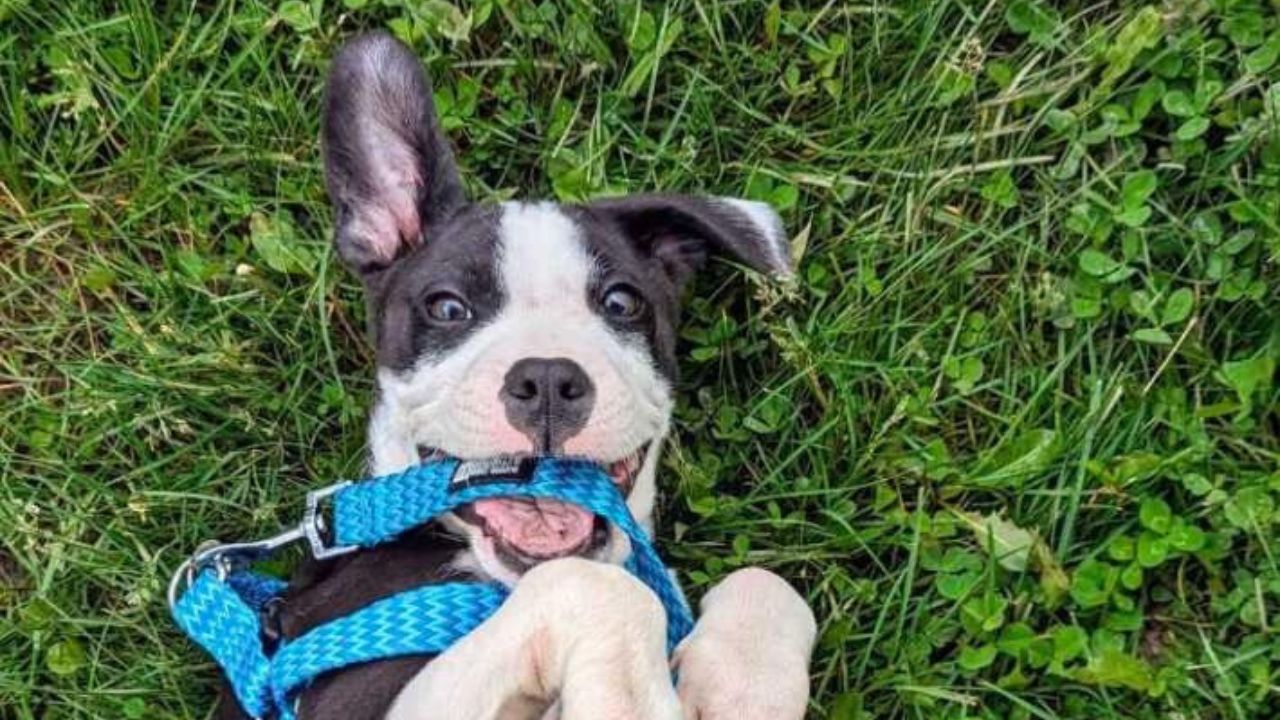 Cucciolo di cane disteso nell'erba felice