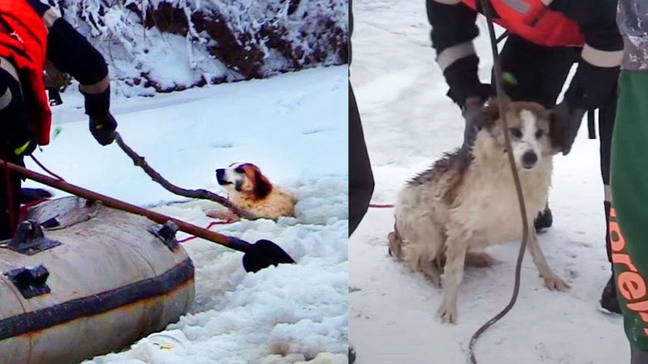 Cane bloccato nel lago ghiacciato viene aiutato a uscirne