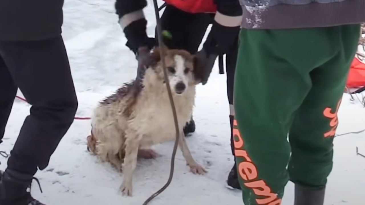 Cane esce da lago ghiacciato