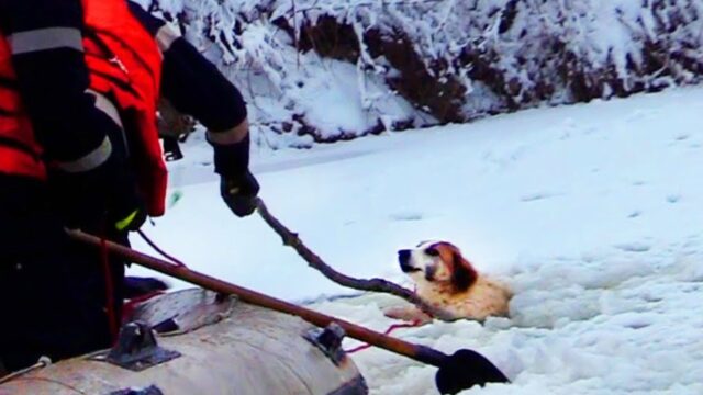 Volevano aiutarlo, ma il cane bloccato nel lago ghiacciato era tanto impaurito da non sapere più di chi fidarsi – Video