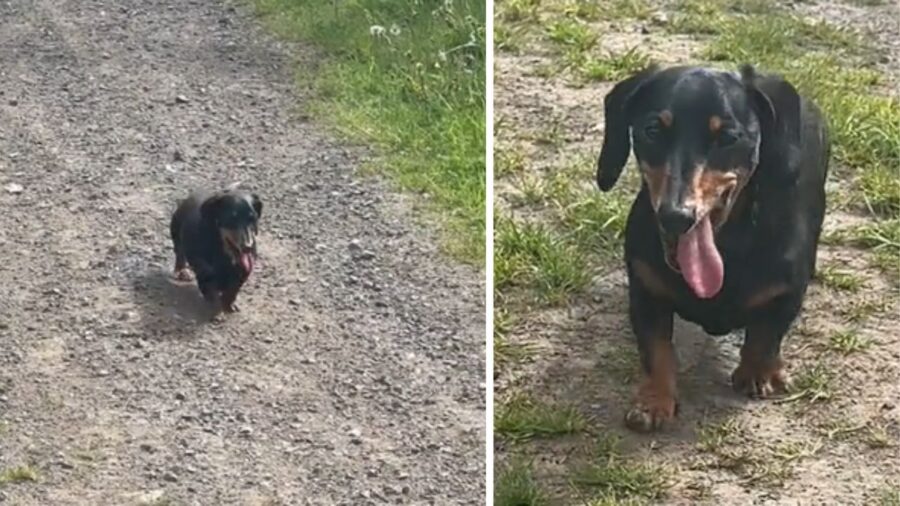 cagnolino percorre un sentiero