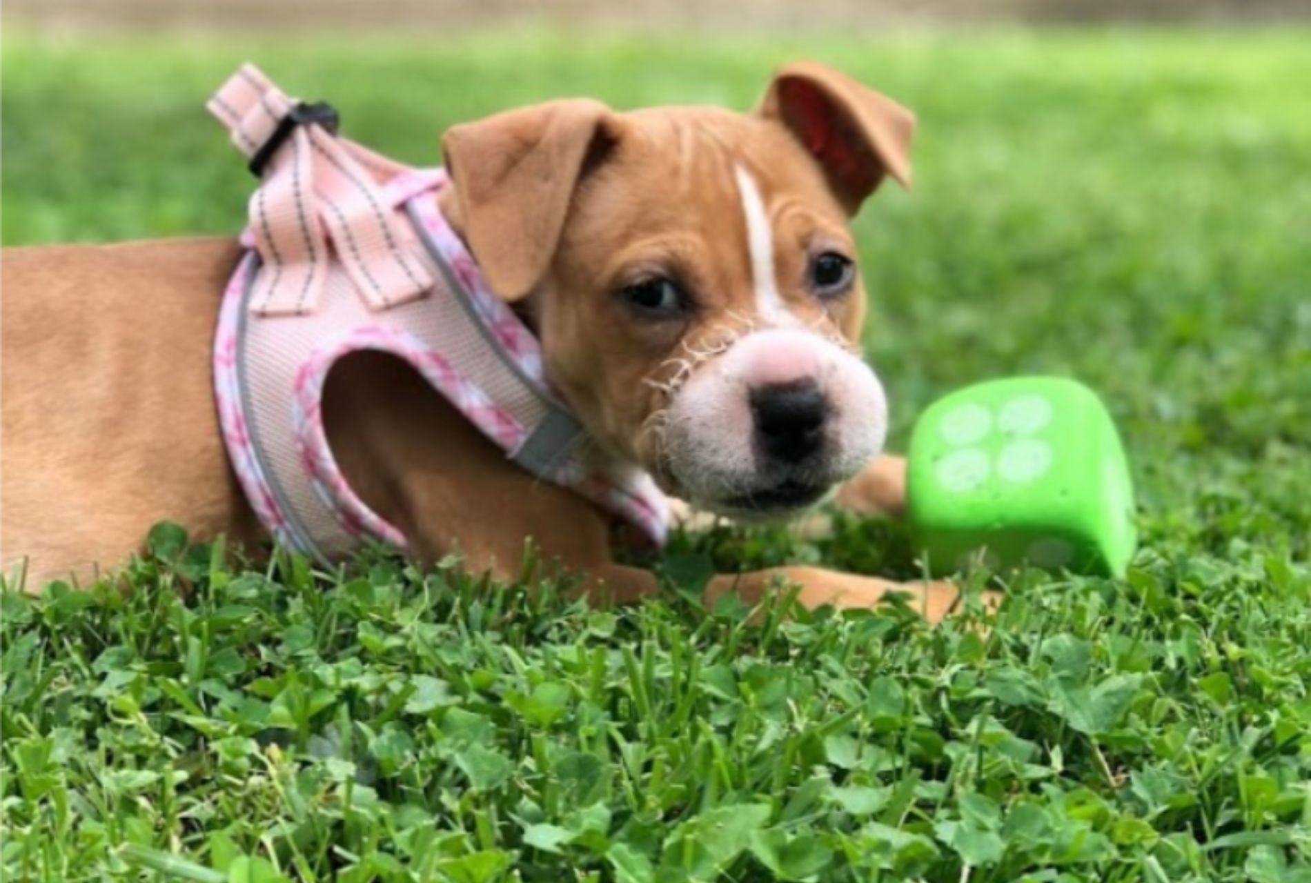 cagnolina con muso gonfio