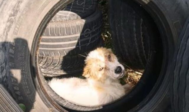 Il proprietario di una stazione di servizio nota il cane in mezzo a dei pneumatici: non riesce a credere ai suoi occhi