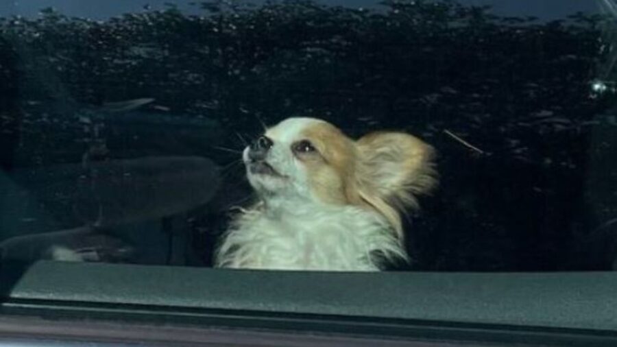 un cagnolino chiuso in un auto