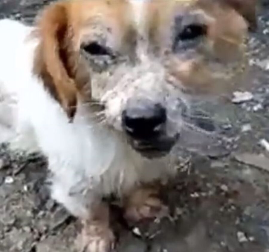 un cagnolino di nome Leonardo