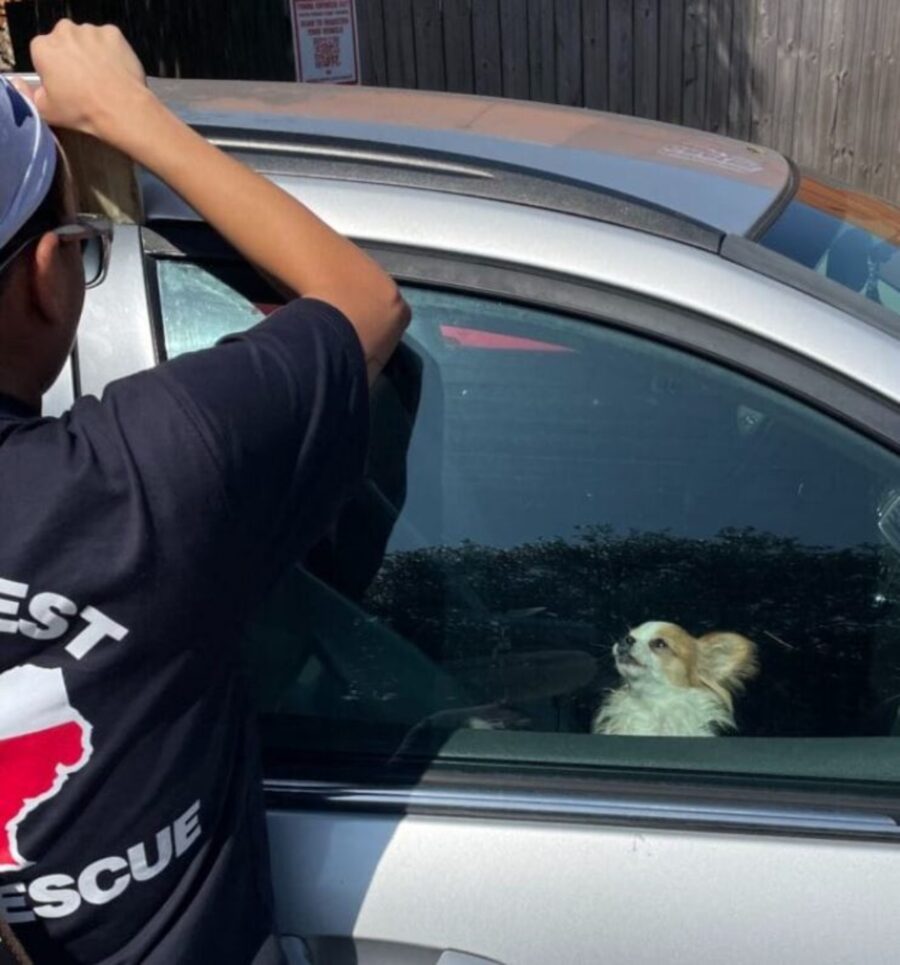 un cagnolino chiuso in un'auto rovente