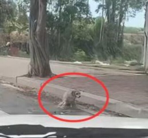 Il piccolo cane disabile era stato lasciato in mezzo alla strada, ma poi finalmente qualcuno lo ha notato