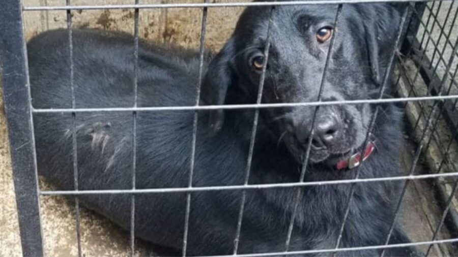 un cane poliziotto in gabbia