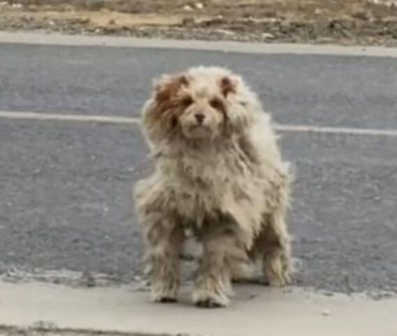 Una donna in viaggio avvista un cane dal pelo annodato e arruffato, che cerca di sopravvivere vicino a una strada trafficata
