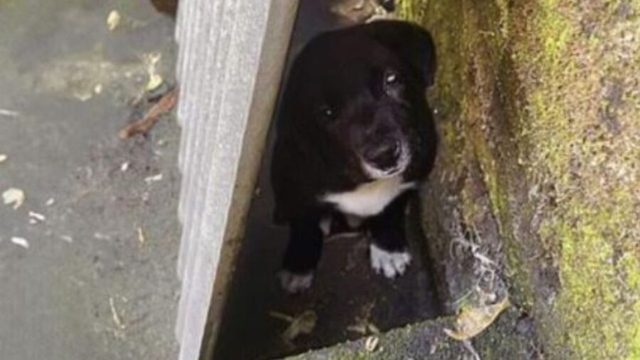 una mamma cane nascosta