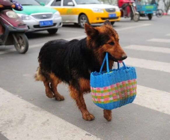 Questo cane fa ogni giorno chilometri pur di fare la spesa a un uomo anziano che ha bisogno di sostegno