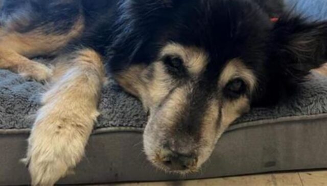 Lo hanno portato in rifugio perché era diventato “troppo noioso”: il cane anziano non capisce ancora cosa sia successo