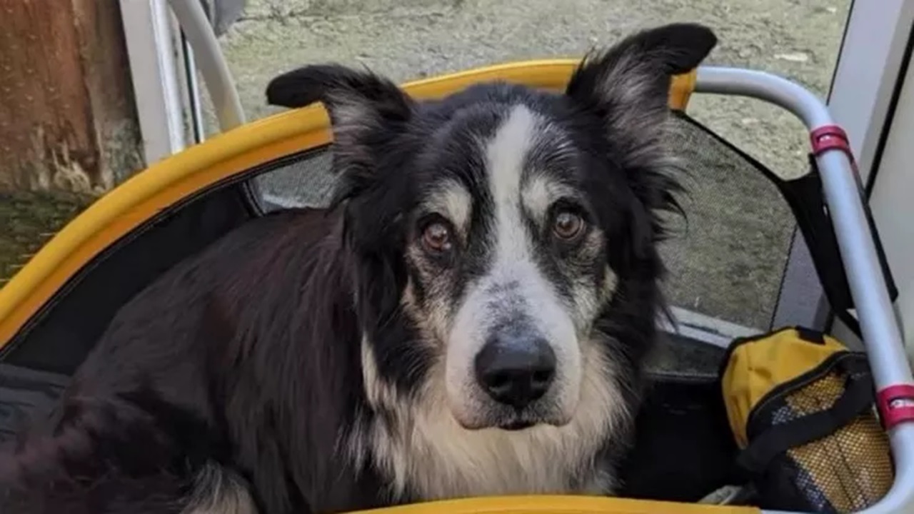 Cane anziano abbandonato sul balcone