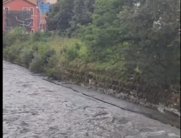 Cane caduto nel fiume Dora Riparia a Torino, trascinato via dalla corrente