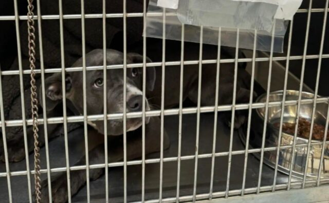 I soccorritori trovano un cane che “piange” fuori dal rifugio: ad accompagnarlo solo una breve nota
