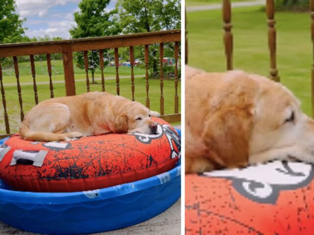 Ha trovato il suo posto felice: questo Labrador ha deciso di galleggiare nella piscina per bambini