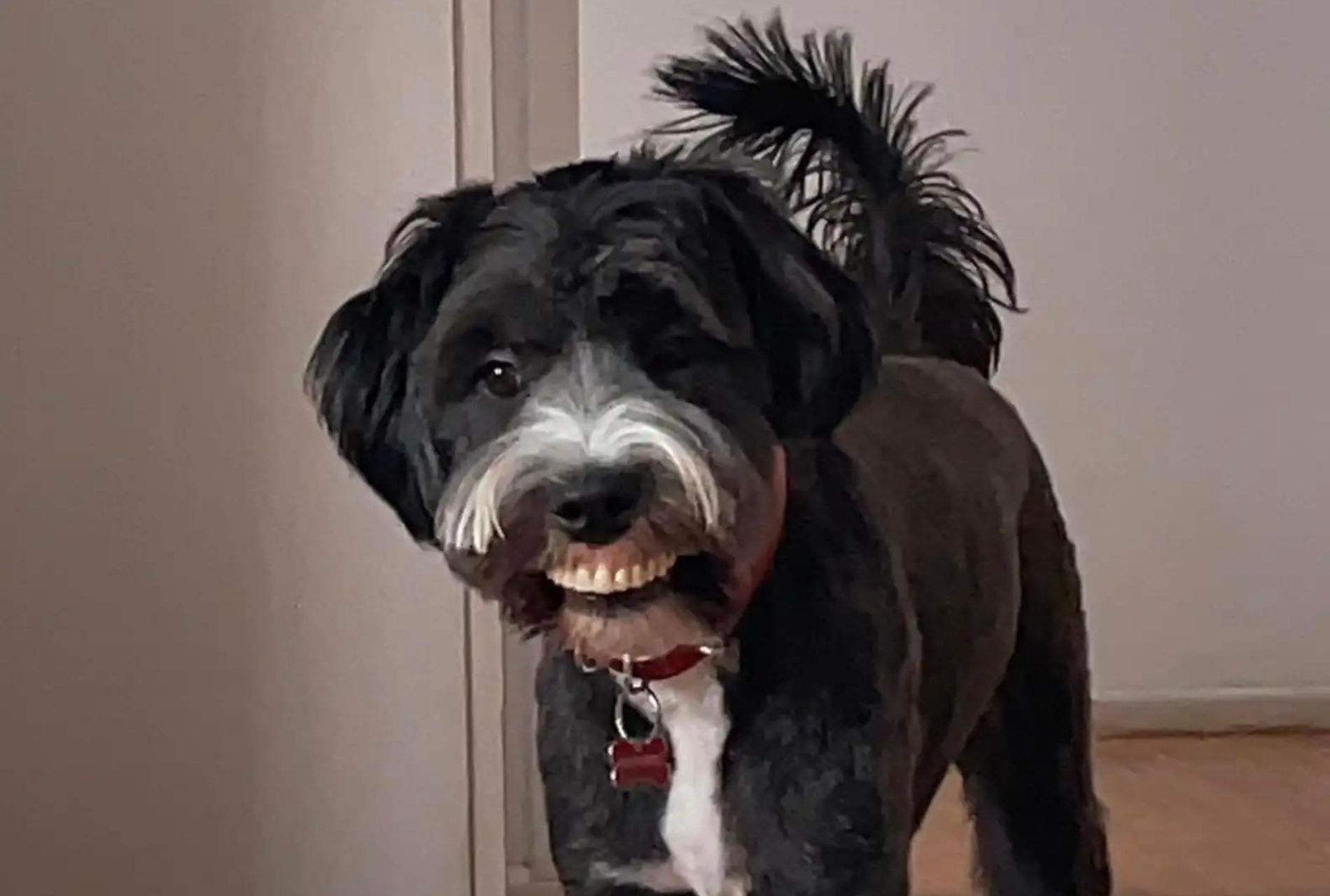 cane con dentiera