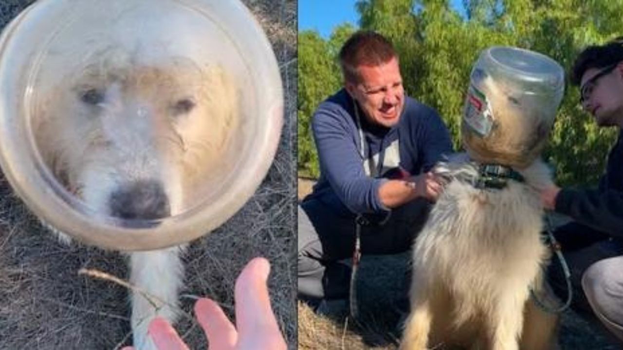 cane con testa in un barattolo