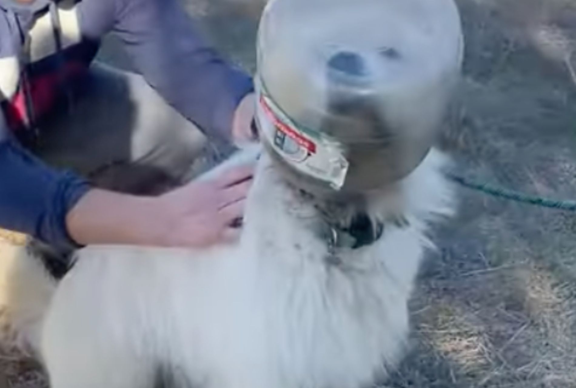 cane con testa in un barattolo