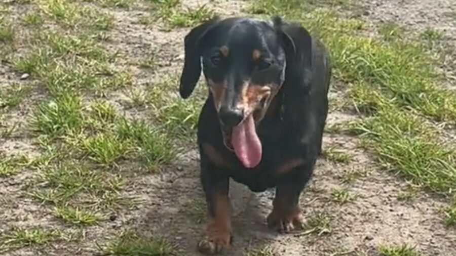 cagnolino inquadrato da vicino