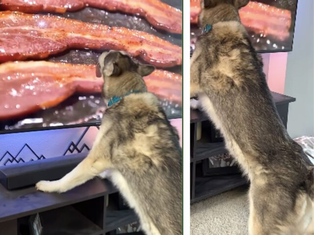 Questo Husky ha mostrato a tutti il suo amore per il bacon, nel modo più divertente possibile