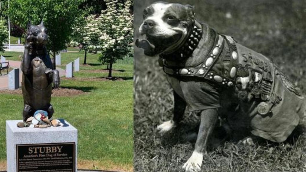 cane eroe di guerra