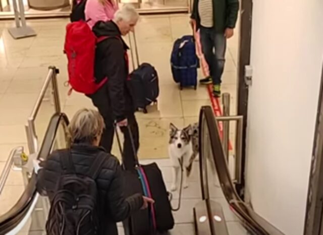 Cane in aeroporto “da solo”: sa esattamente dove andare e cosa fare per raggiungere la proprietaria