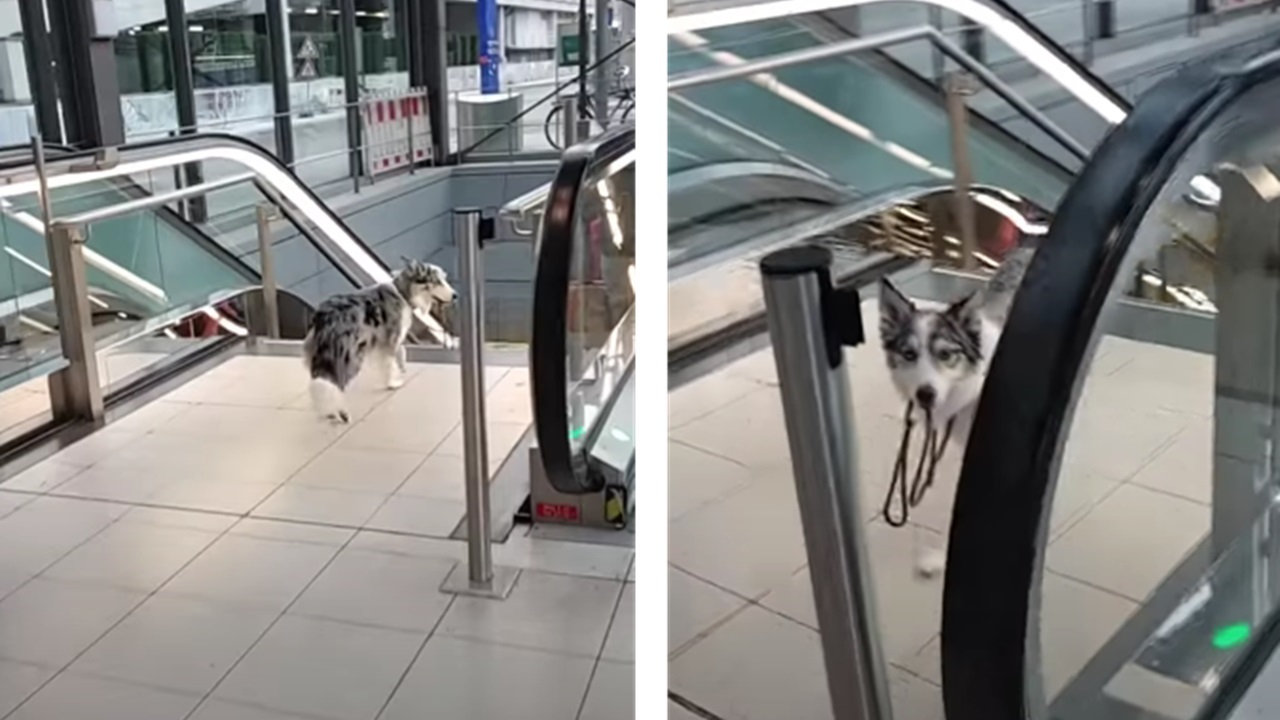 Cane in aeroporto solo sulle scale