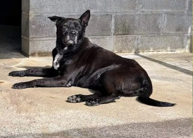 Cane nel canile di Genova ha bisogno di aiuto urgente