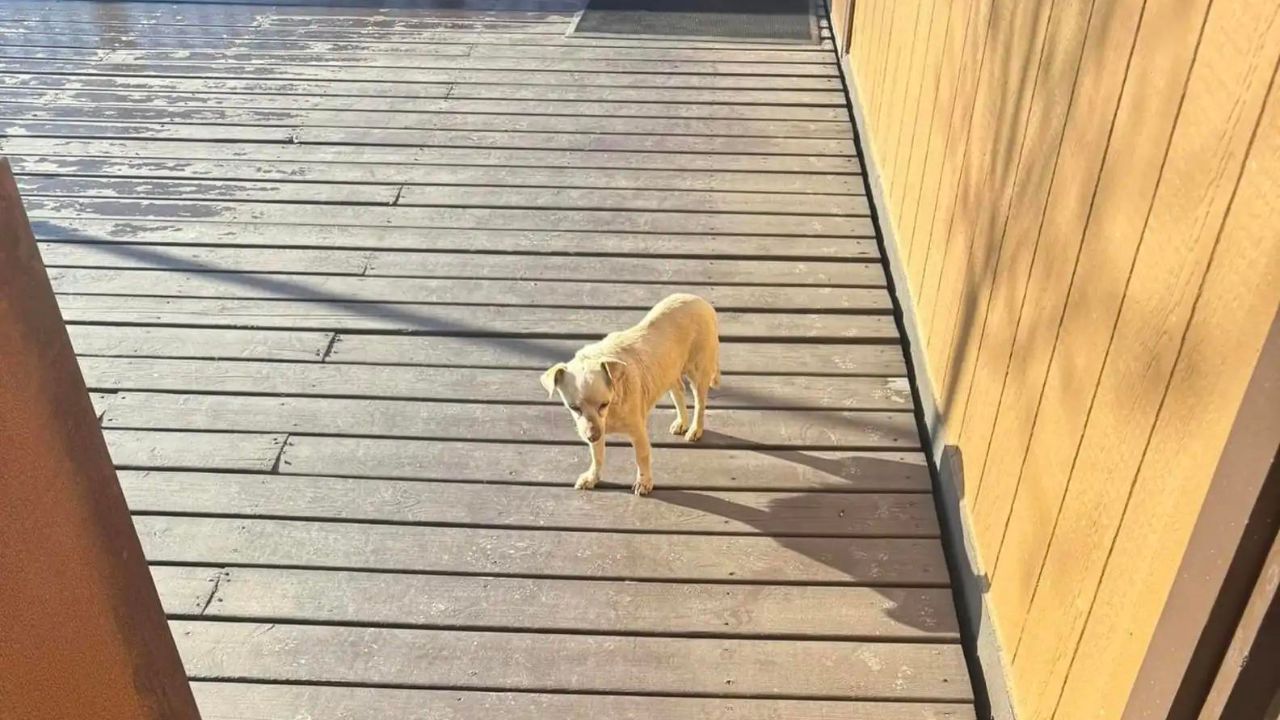 cane nel deserto