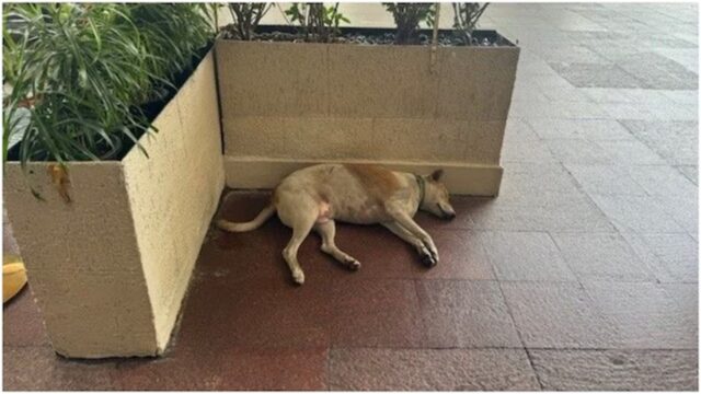 Un cane randagio trova casa all’hotel Taj Mahal di Mumbai