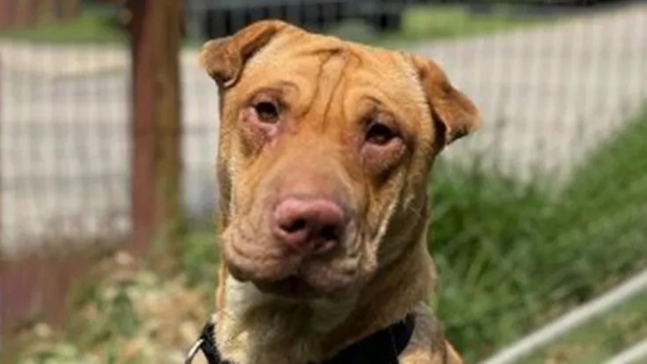 Cane Shar Pei triste