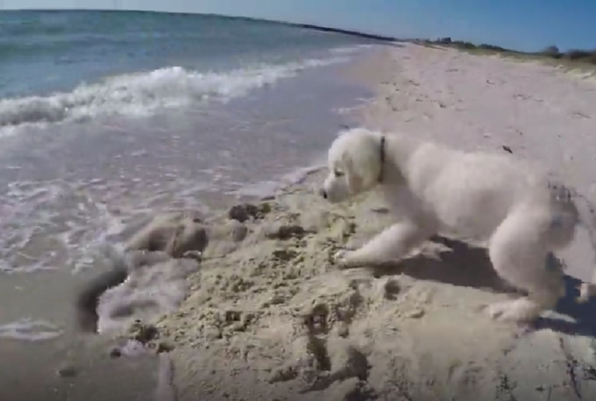 cane scava buca nella sabbia