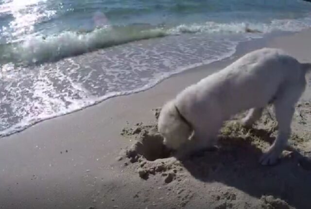 Il cane decide di scavare una buca in riva al mare, ma si arrabbia moltissimo quando succede una cosa in particolare