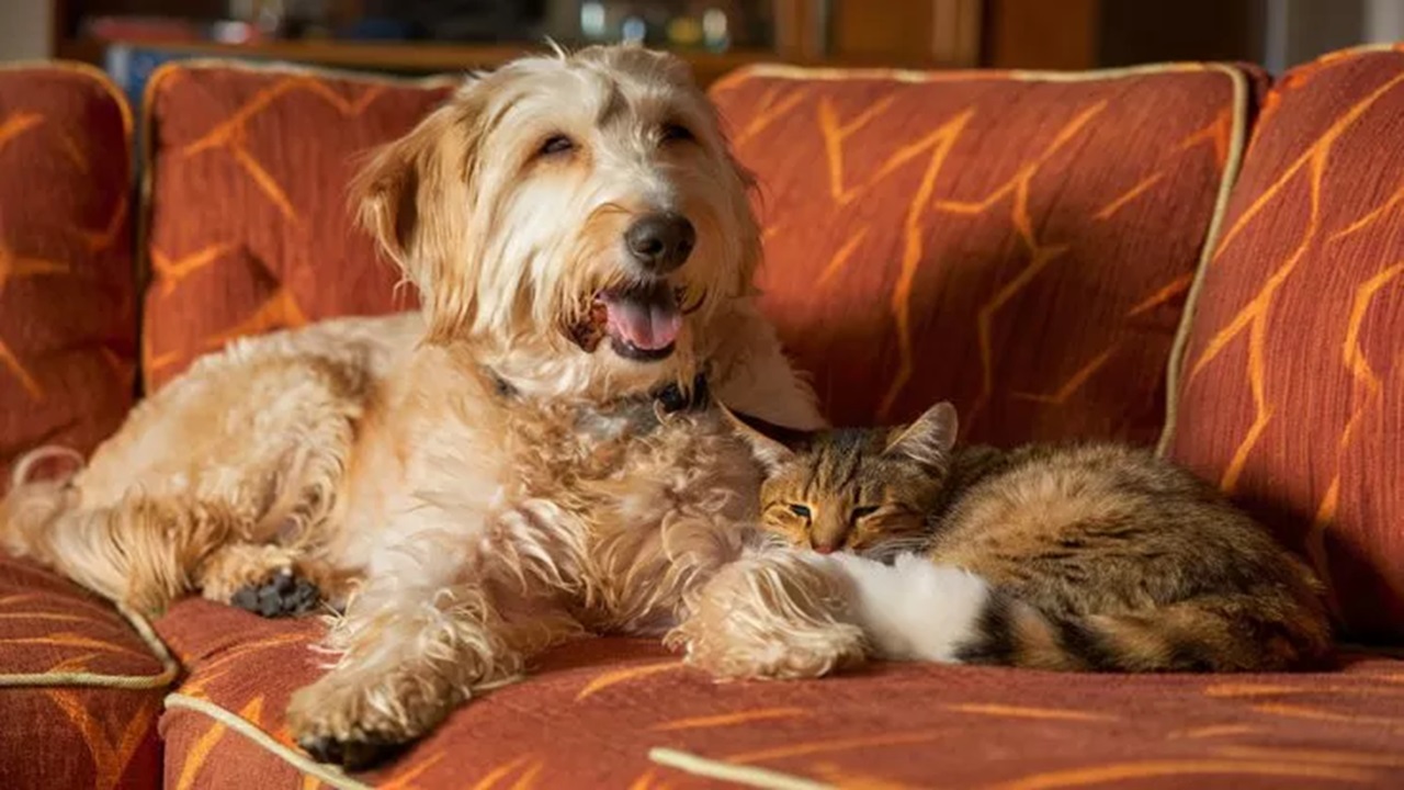 Cane scomparso torna a casa con un gatto