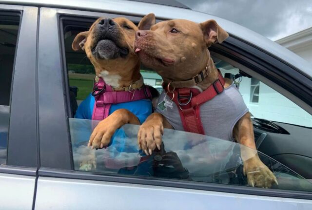Il cane che ha passato anni e anni al rifugio è entusiasta di andare via insieme al suo nuovo migliore amico