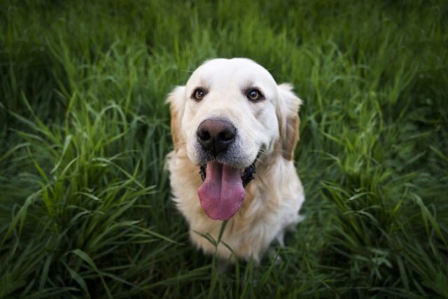 Cane sordo e cane zoppo vivono insieme per darsi supporto l’un l’altro