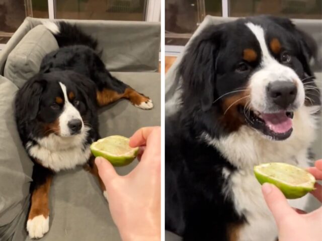 Il cucciolo di Bovaro del Bernese reagisce al primo assaggio del limone ed è una scena senza prezzo