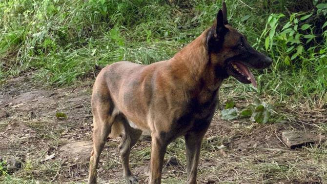 Cane malinois Twd