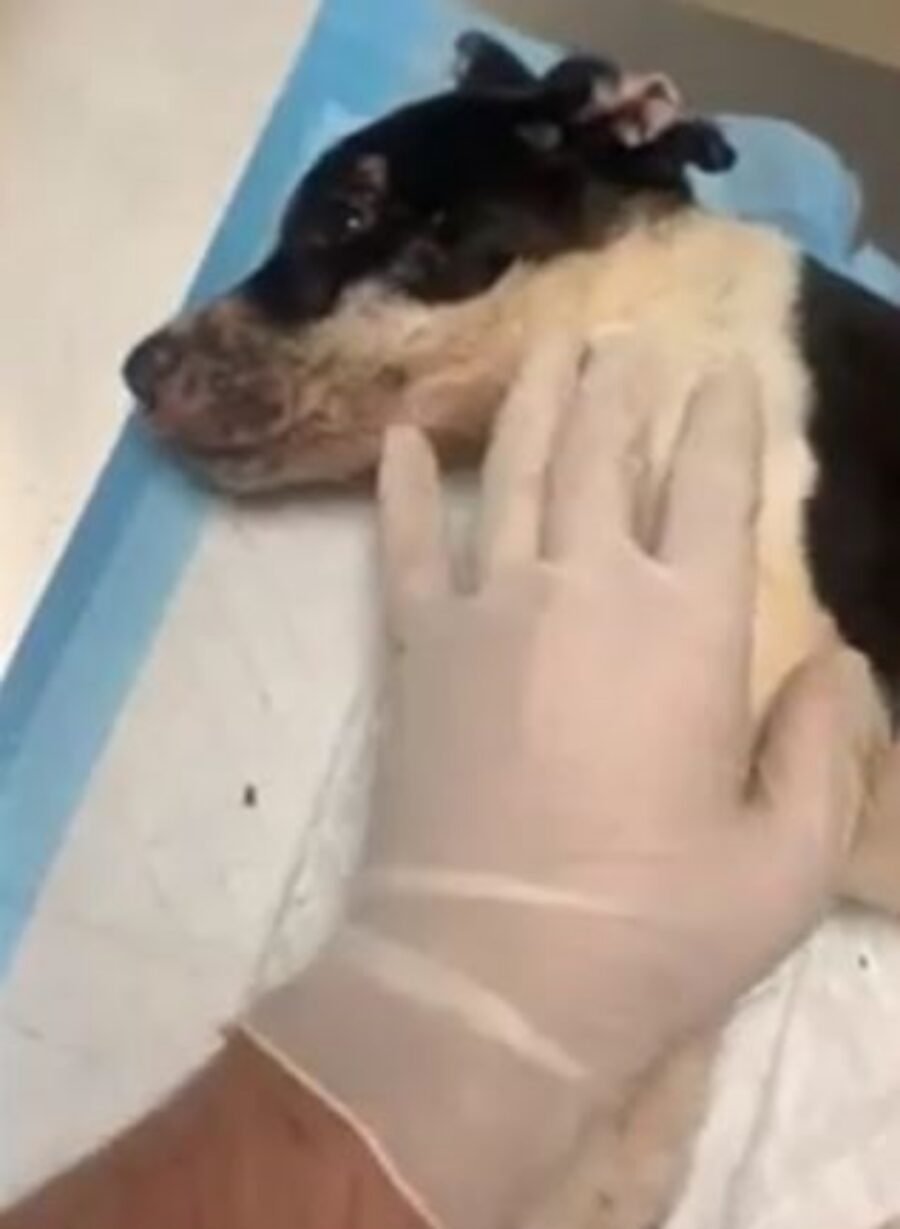 una cagnolina in clinica 