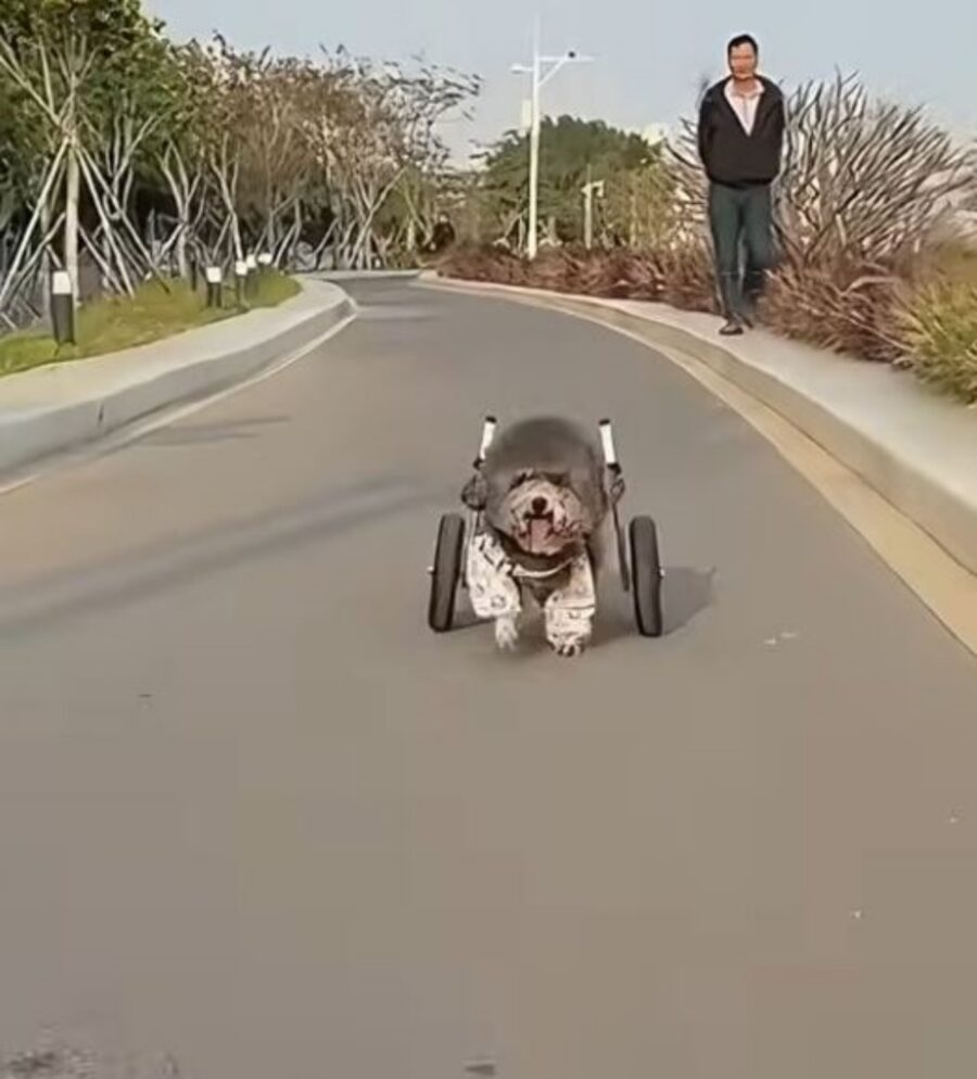 un cagnolino che corre in carrozzina