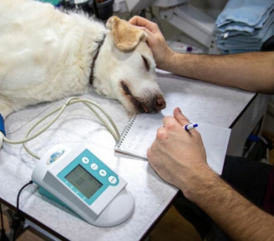 un cane in clinica