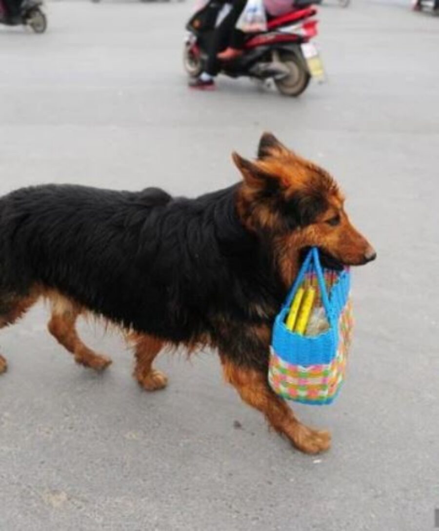 un cane con una borsa