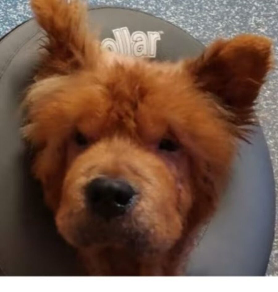 un cagnolino di razza Chow Chow