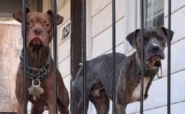 Due cani abbandonati in una veranda guardano la gente che passa, sperando che qualcuno li aiuti