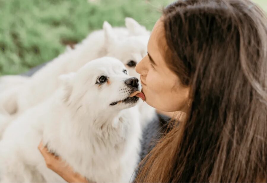 Come fanno i cani a dimostrare amore?