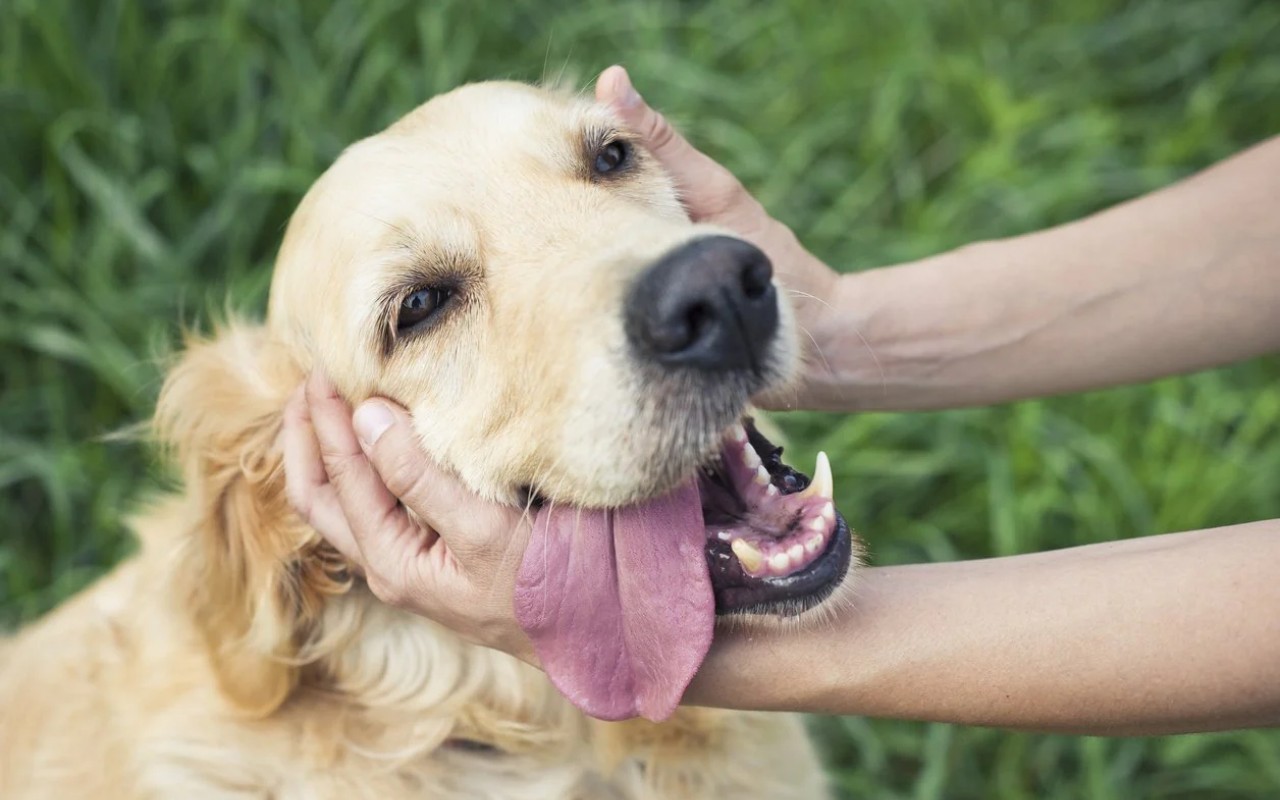 accarezzare il proprio cane